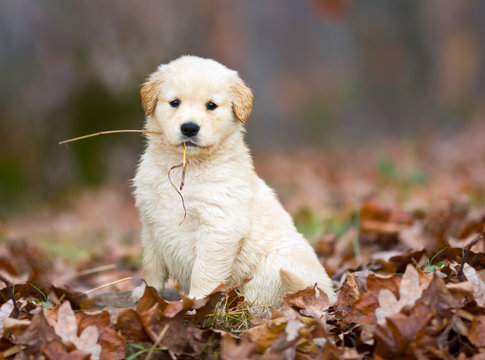 Hey, look at me, a golden puppy with straw