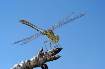 libellula-2