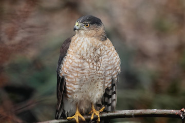 Cooper’s Hawk (accipiter cooperii)