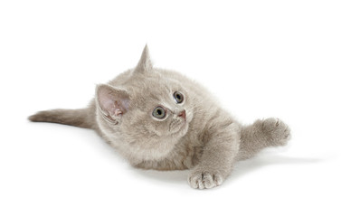 British young cat 