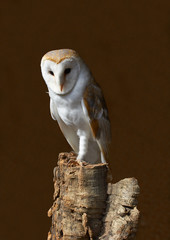 Barn Owl
