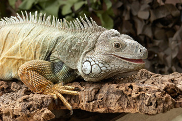 Obraz premium Common Green Iguanas 