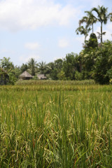 ubud rice fields