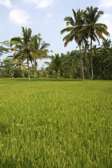ubud rice fields
