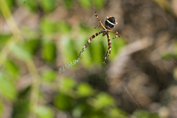 Spider and its net - found in Bahia Honda State Park, Florida.