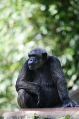 Chimpanzee
