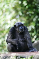 Chimpanzee