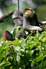 Fototapeta premium Douc Langurs