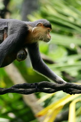 Naklejka premium Douc Langurs