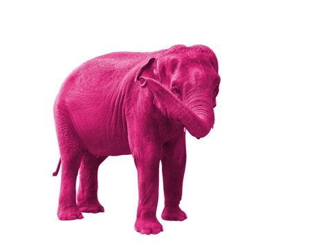 elephant rose, symbole du delirium tremens