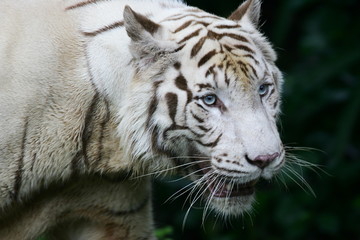 White Tiger