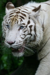 White Tiger