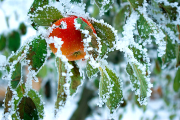 apple in the winter © Pakhnyushchyy