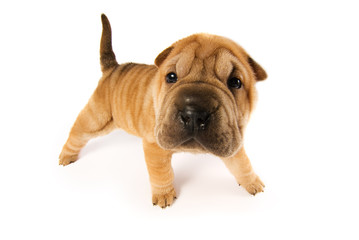 Funny sharpei puppy isolated on white background (studio shot)
