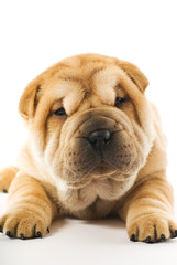 Obraz premium Funny sharpei puppy isolated on white background