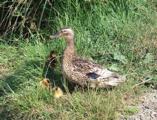 duck & ducklings