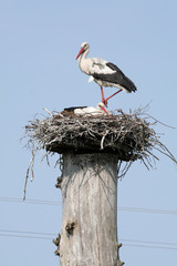 A couple of storks in their nest