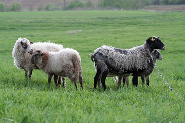 Fototapeta premium A group of sheep in a meadow