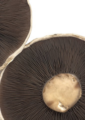Mushrooms - Portabello Type