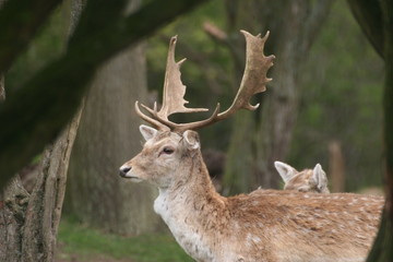 Stag in the woods