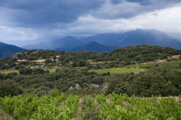 roussillon ; vigne, végétation et nuages