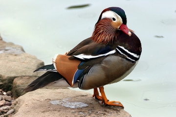 manderin duck