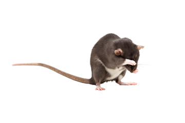 Washing rat
