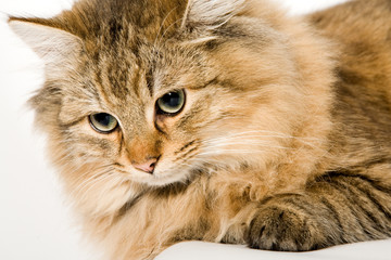 Close Up of a young beautiful cat