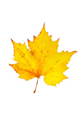 One maple leaf, isolated on white background