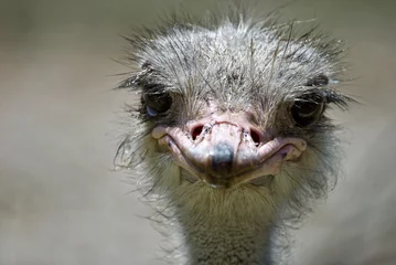 Photo sur Plexiglas Autruche ostrich  2