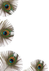 Obraz premium Peacock Feather Beauty
