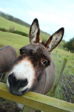 cute donkey