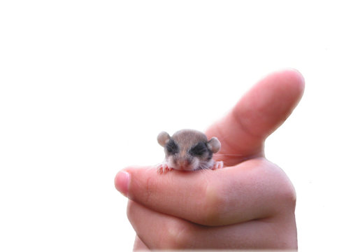 b&eacute;b&eacute; l&eacute;ro