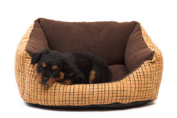 black rottweiler puppy resting on her bed