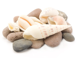 shell on marine pebble