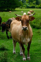 Naklejka na ściany i meble Lone Cow in Green Field