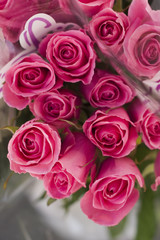 Pink roses