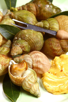 Whelks (bulot) or sea snails with mayonnaise
