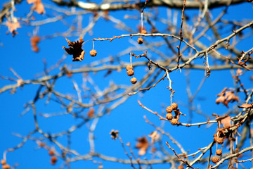 cielo autunnale