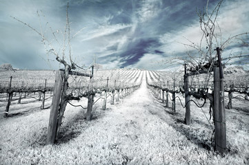 Napa Valley vineyard in the winter in infrared.