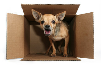 a tiny chihuahua in a box for the mail