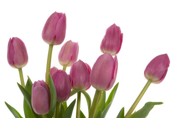 Fototapeta premium Beautiful tulips