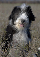 bearded collie