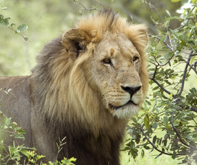 Lion (Panthera leo)