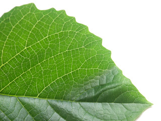 Obraz premium nervures de feuille