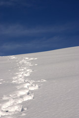 Tracce sulla neve