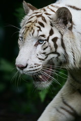 White Tiger