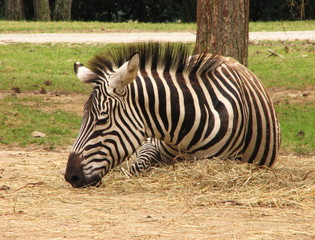 Le zèbre 