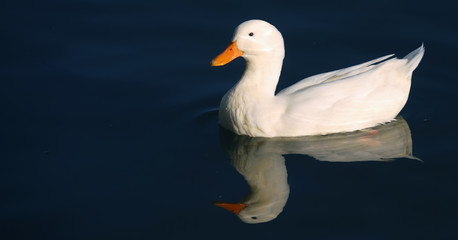 white duck