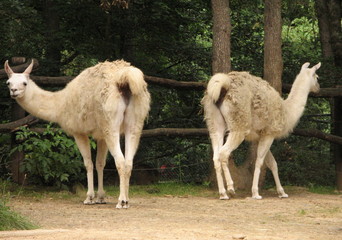 La dance des lamas © rudiuk